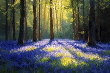 Bluebell Woodland Forest Canvas Picture Print Wall Art