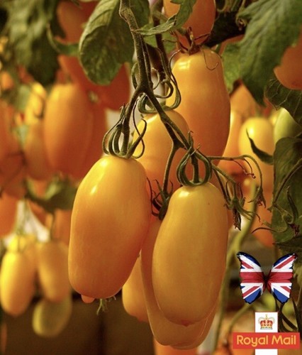 Tomato seeds gold - 15,