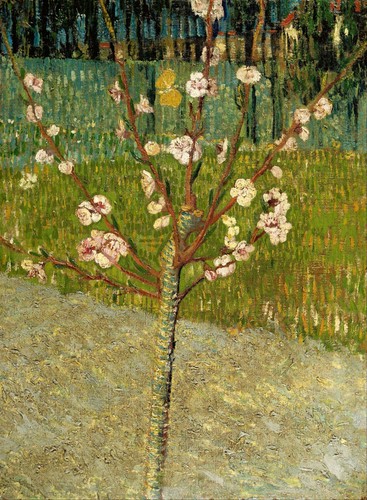 Vincent van gogh almond tree - vincent,