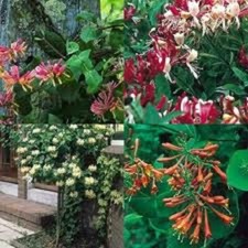 3X HONEYSUCKLE CLIMBING PLANTS MIXED FAST CLIMBERS FRAGRANT HARDY 9CM POTS