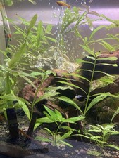 Oxygenating aquarium and pond plants