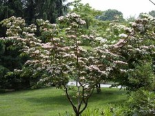 Cornus kousa 'Chinensis' /