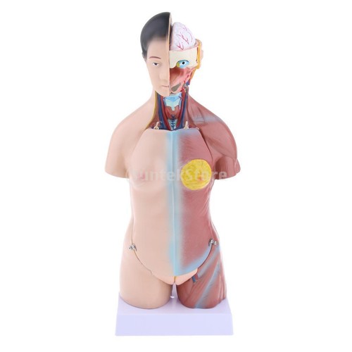 Human torso body anatomy - human,