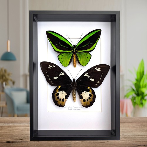 Framed ornithoptera priamus - framed,