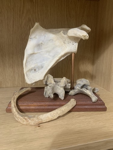 Anatomical specimens medical - anatomical,