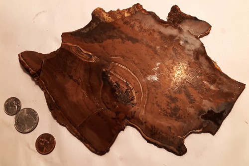 1900s petrified wood vtg thin - petrified,