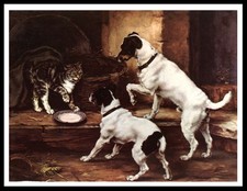 Smooth fox terrier dogs and - smooth,