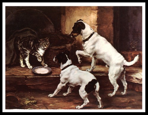 Smooth fox terrier dogs and - fox,