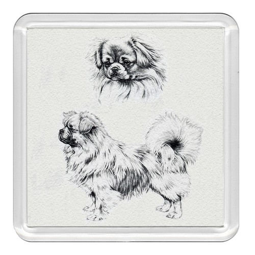 Tibetan spaniel dog acrylic - dog,