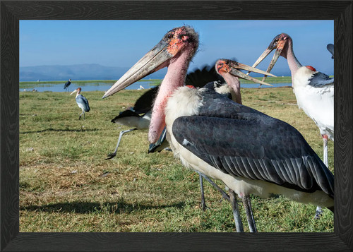Birds marabou lake framed - birds, at