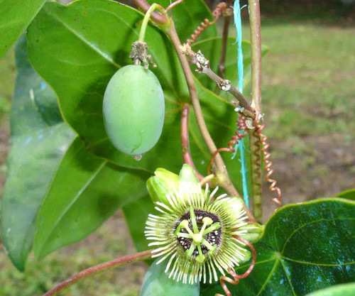 Passiflora coriacea mega rare - passiflora,