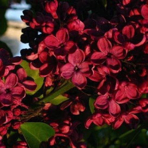 Red lilac seeds tree - 25,