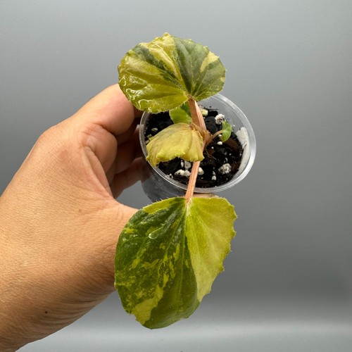 Begonia cucullata aurea - , #1