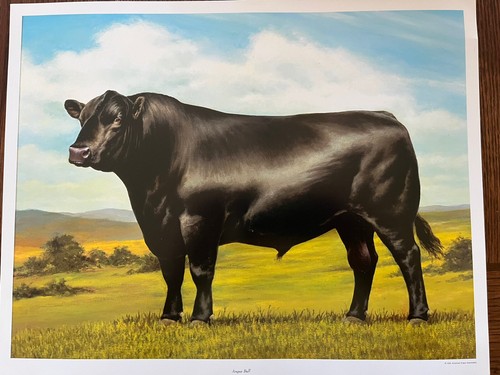 Vintage black angus - vintage,