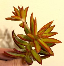Succulent Cuttings- 20