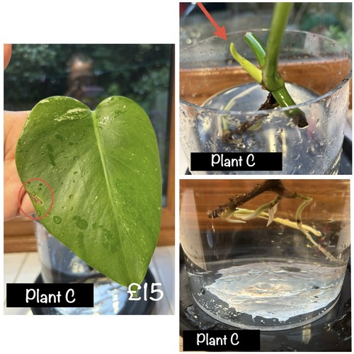 Monstera albo variegated - albo,