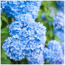 Hydrangea macrophylla nikko - hydrangea,