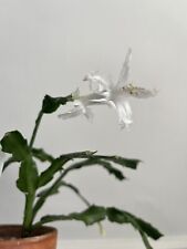 Thanksgiving Cactus - White Flamenco (rooted Cutting)