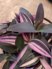 Tradescantia Pallida Tricolour