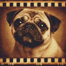 Pug Puppy Dog Echoes on Film