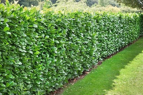 Cherry laurel evergreen - |,