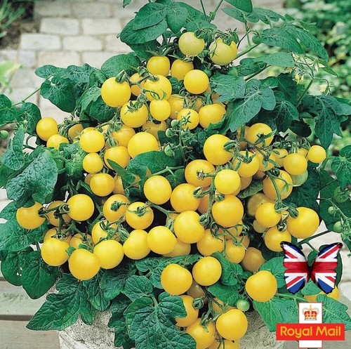 Tomato seeds yellow tom - seeds,