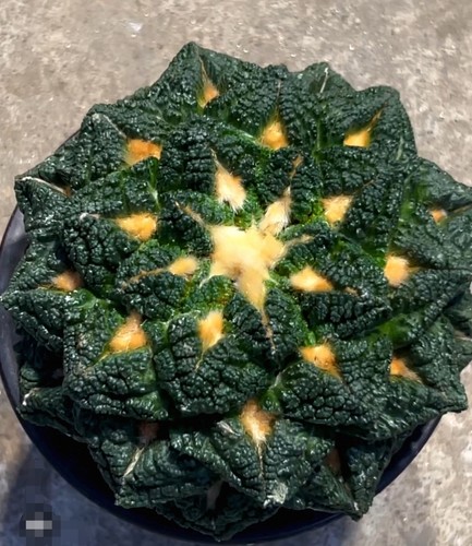 12cm live house plant - live,
