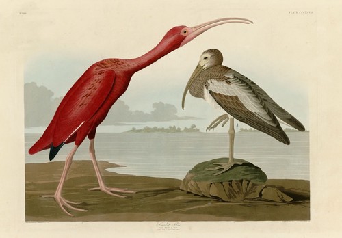 Scarlet ibis john audubon - j,