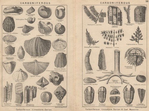 British fossils - british,