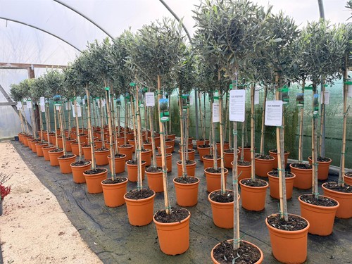 Olea europaea hardy outdoor - olea,