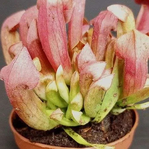 Sarracenia purpurea maroon - purpurea, 'maroon'