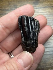 Huge Iguanodon Maxilla Tooth Isle Of Wight Brook Bay UK Fossil Dinosaur Tooth