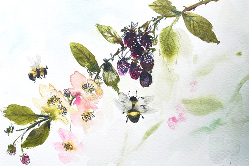 Bee blossom blackberry - bee,