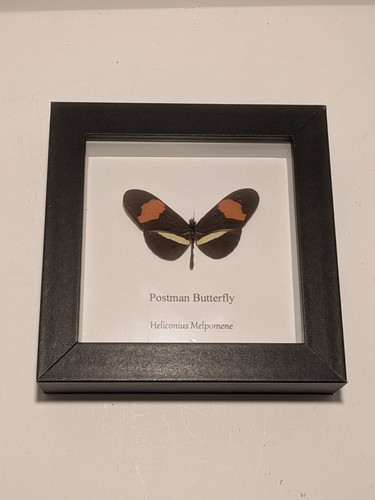Framed postman butterfly - postman,