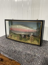 Vintage Taxidermy Rainbow Trout In Curved  Display Case