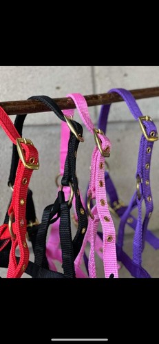 Foal size nylon headcollar - foal,