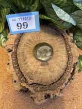 Polished Goniatite Fossil –