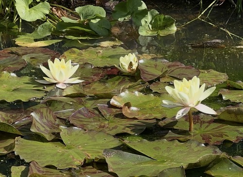 Nymphaea marliacea chromatella - nymphaea,