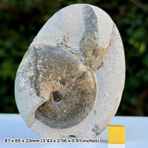Tragophylloceras fossil - tragophylloceras,