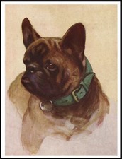 FRENCH BULLDOG HEAD STUDY