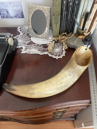 Horn wall hanger taxidermy - wall,