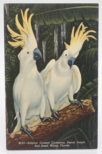 Sulphur crested cockatoos - crested,