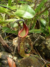 NEPENTHES FUSCA - CARNIVOROUS