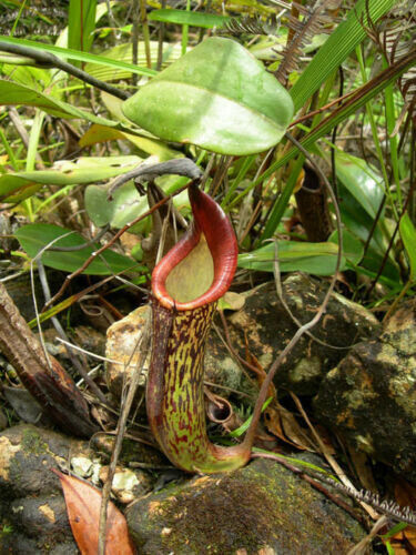 Nepenthes fusca carnivorous - nepenthes,