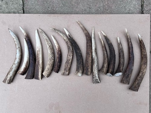 Antler points - antler,