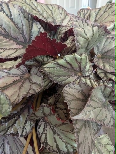 Begonia rex jolly silver - begonia, 'jolly