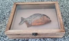 Red Bellied Piranha  In Wooden Display Case.