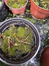 2 Darlingtonia Californica