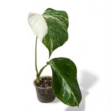 Rare! | Variegated | Monstera
