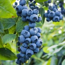 1 'Dixi' Blueberry Plant / Vaccinium cor. 'Dixi' 15-25cm Tall In 9cm Pot